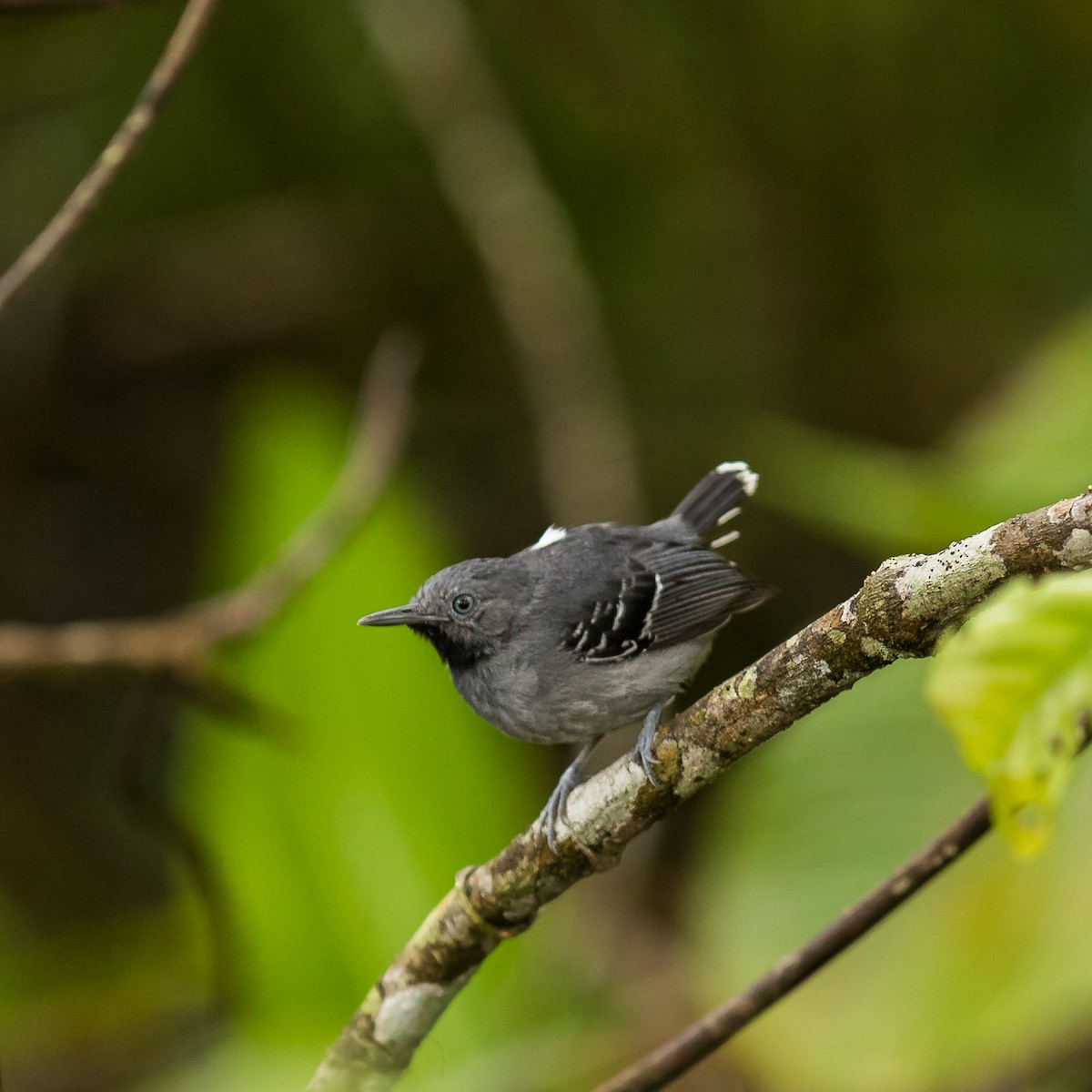 Band-tailed Antbird - Yuji Tateoka