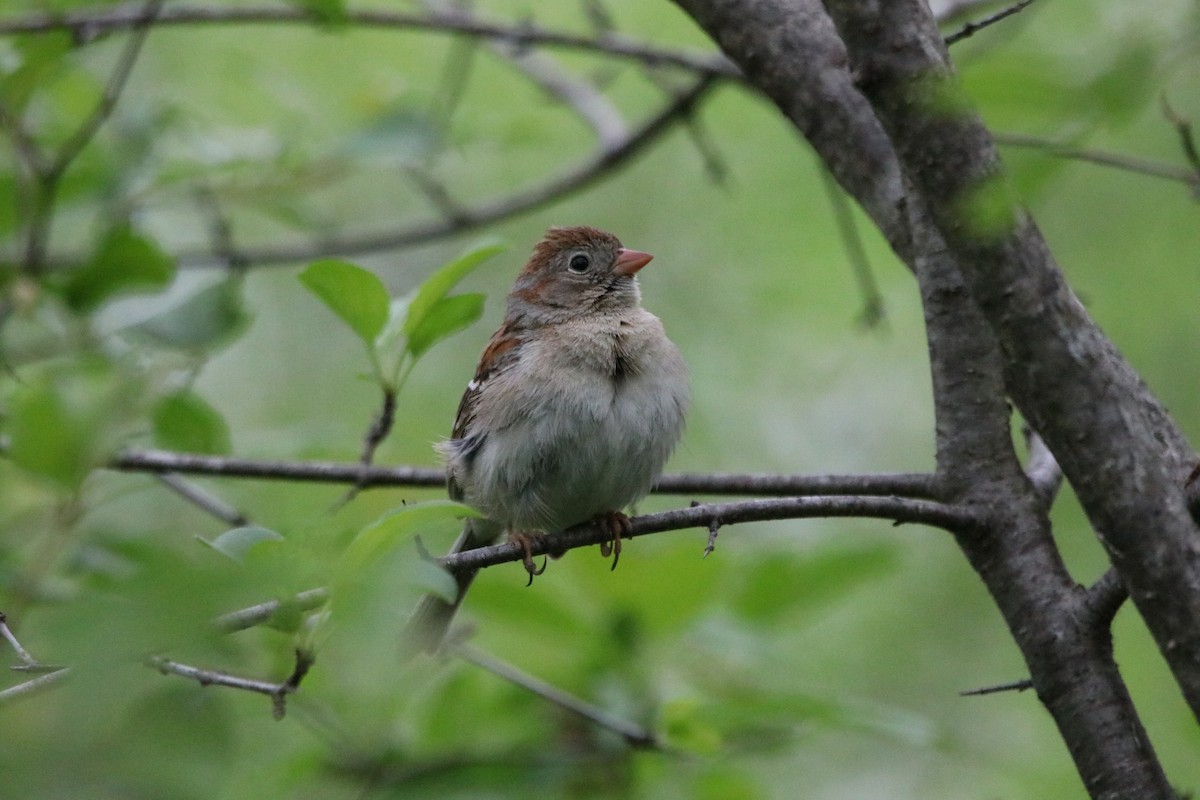 Field Sparrow - ML583497571