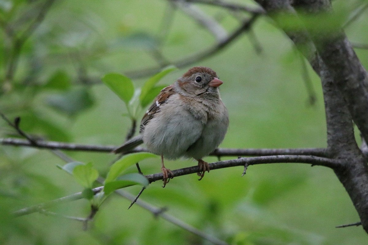 Field Sparrow - Allan Strong