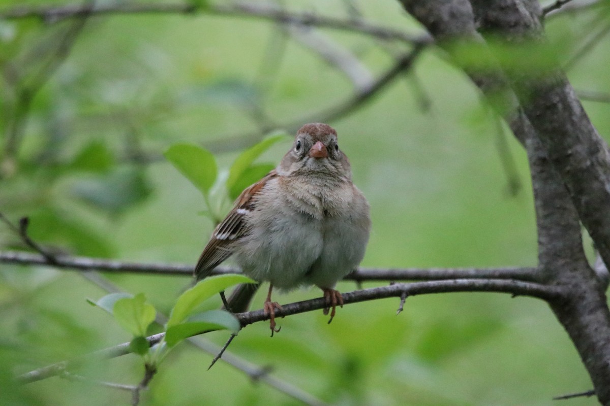 Field Sparrow - Allan Strong