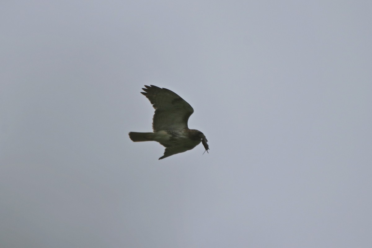 Red-tailed Hawk - ML583499051