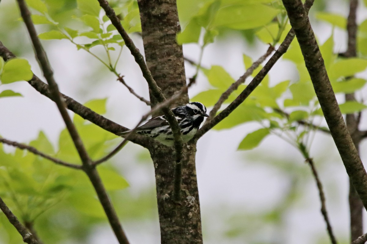 Black-and-white Warbler - ML583499081