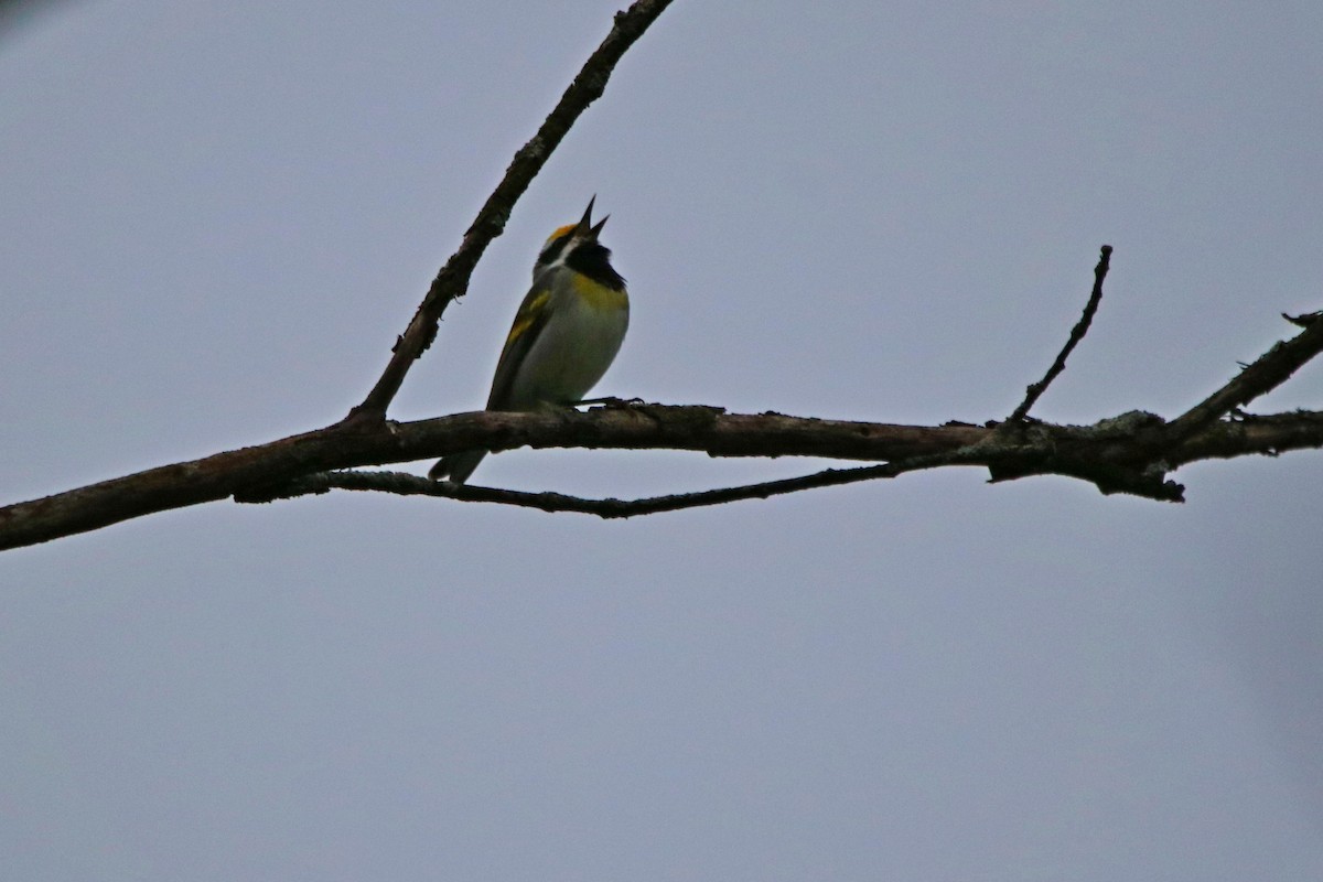 Golden-winged x Blue-winged Warbler (hybrid) - Allan Strong