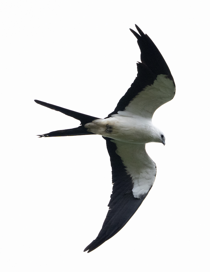 Swallow-tailed Kite - ML583502301