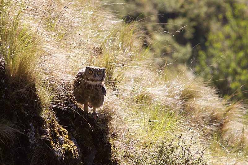 Lesser Horned Owl - Freddy Burgos Gallardo