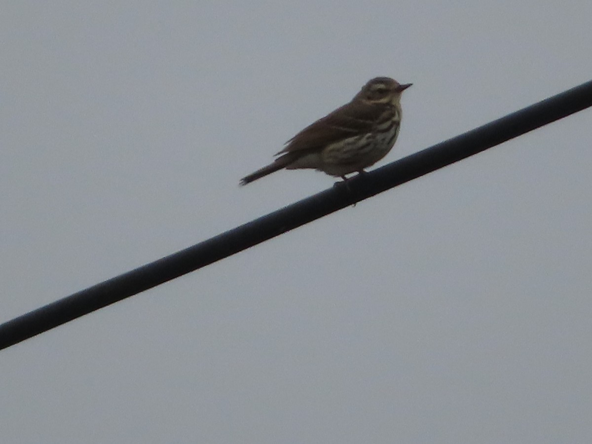 Olive-backed Pipit - ML583515621