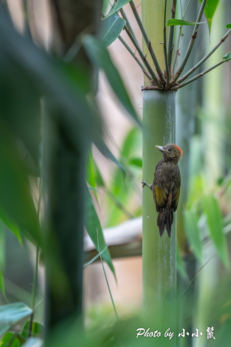 Bamboo Woodpecker - Hanyang Ye