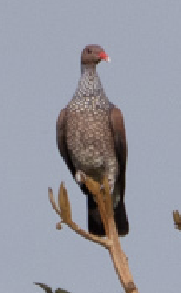 holub šupinkový - ML583517141
