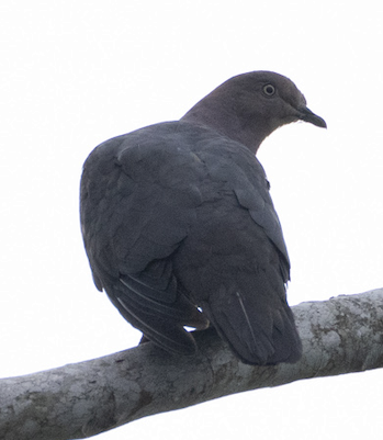 Plumbeous Pigeon - ML583517171