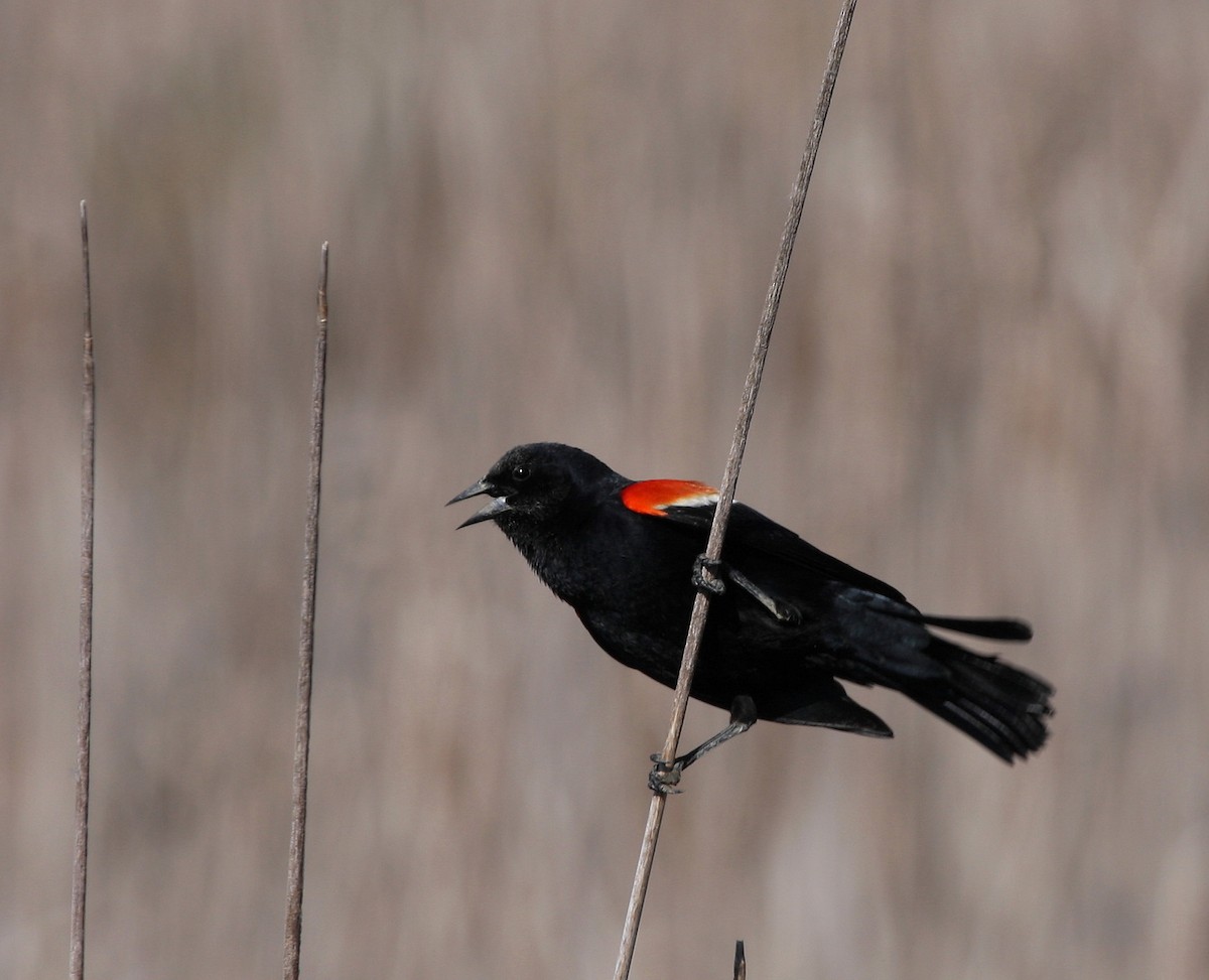 Red-winged Blackbird - Yves Dugré