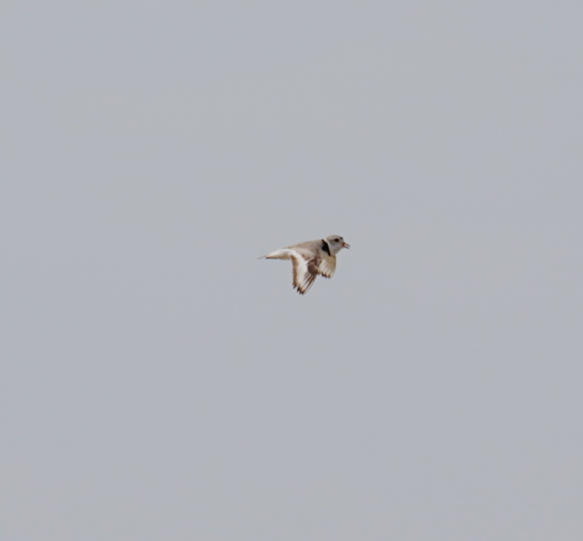 Piping Plover - ML583518931