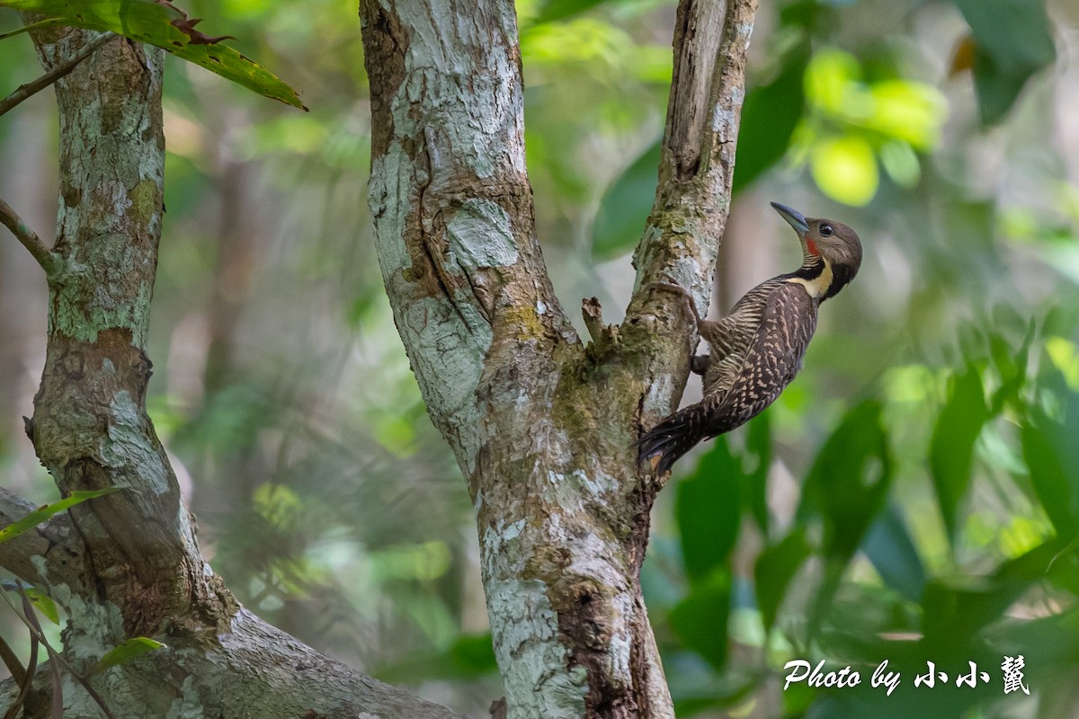 Buff-necked Woodpecker - ML583522141
