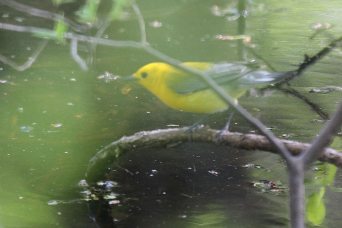Prothonotary Warbler - dave trumbell