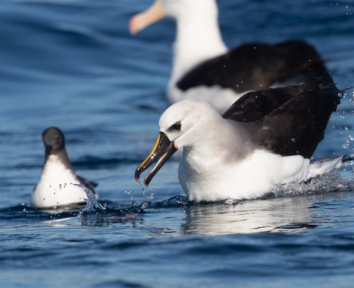 Atlantic/Indian Yellow-nosed Albatross - Michael Buckham