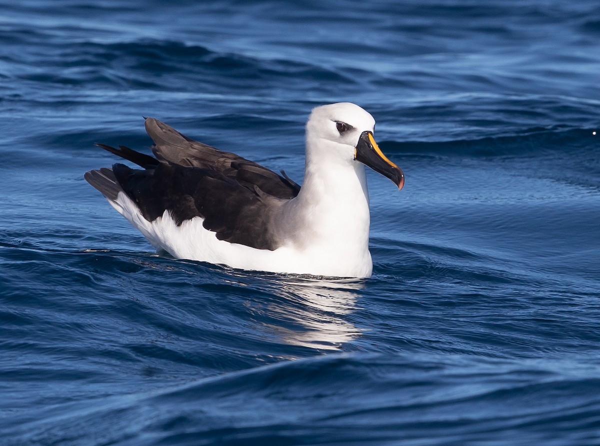 Atlantic/Indian Yellow-nosed Albatross - ML583529891