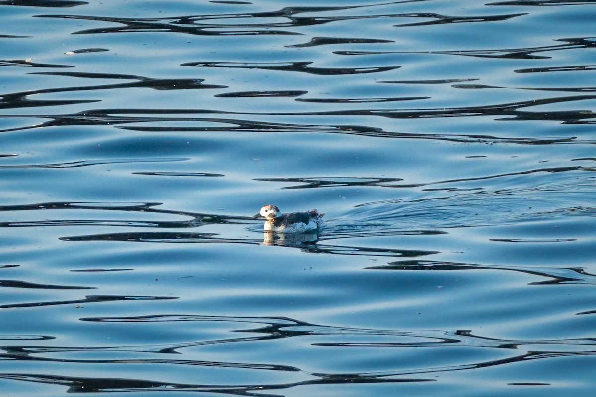 Long-tailed Duck - ML583531621