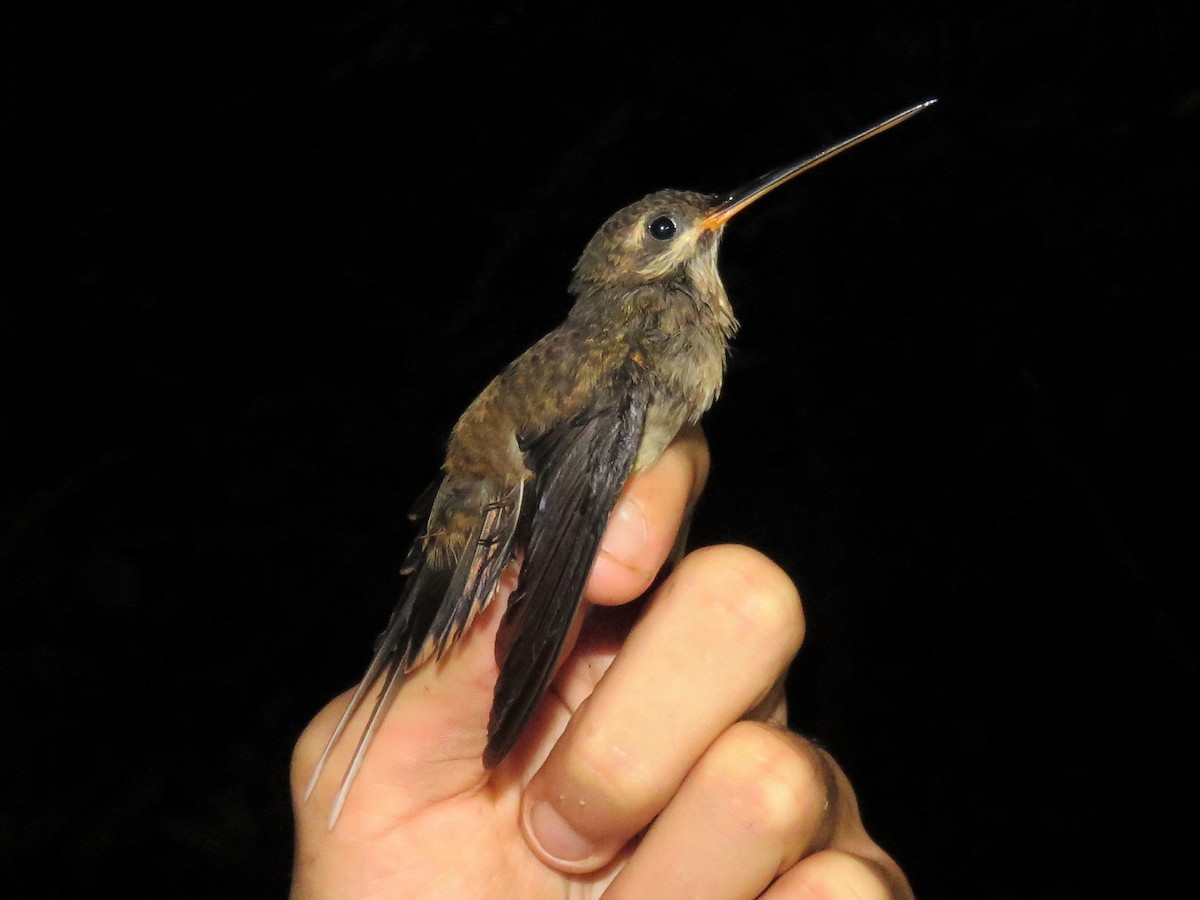 kolibřík šídlozobý - ML583533051
