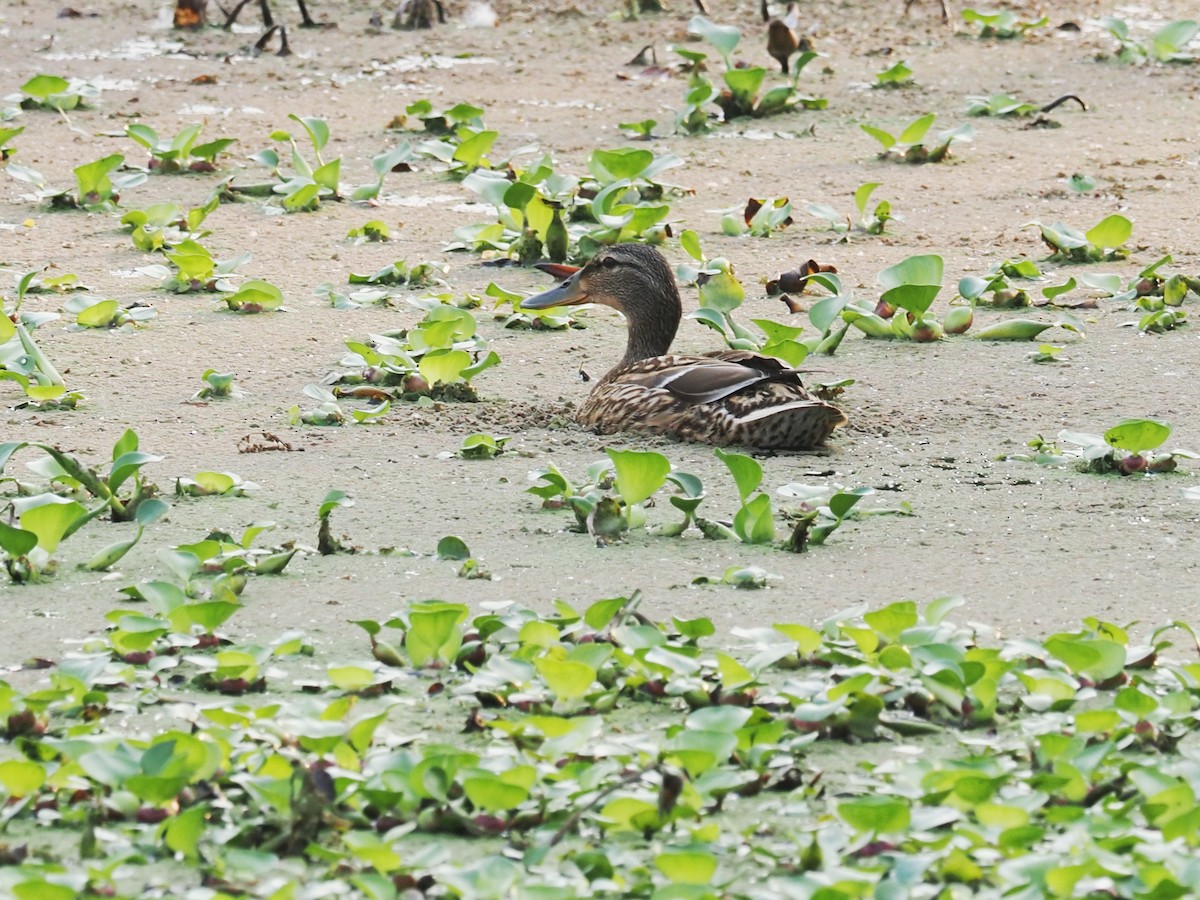eBird Checklist - 15 Apr 2023 - 府河湿地 (Fu River Wetlands) - 8 species