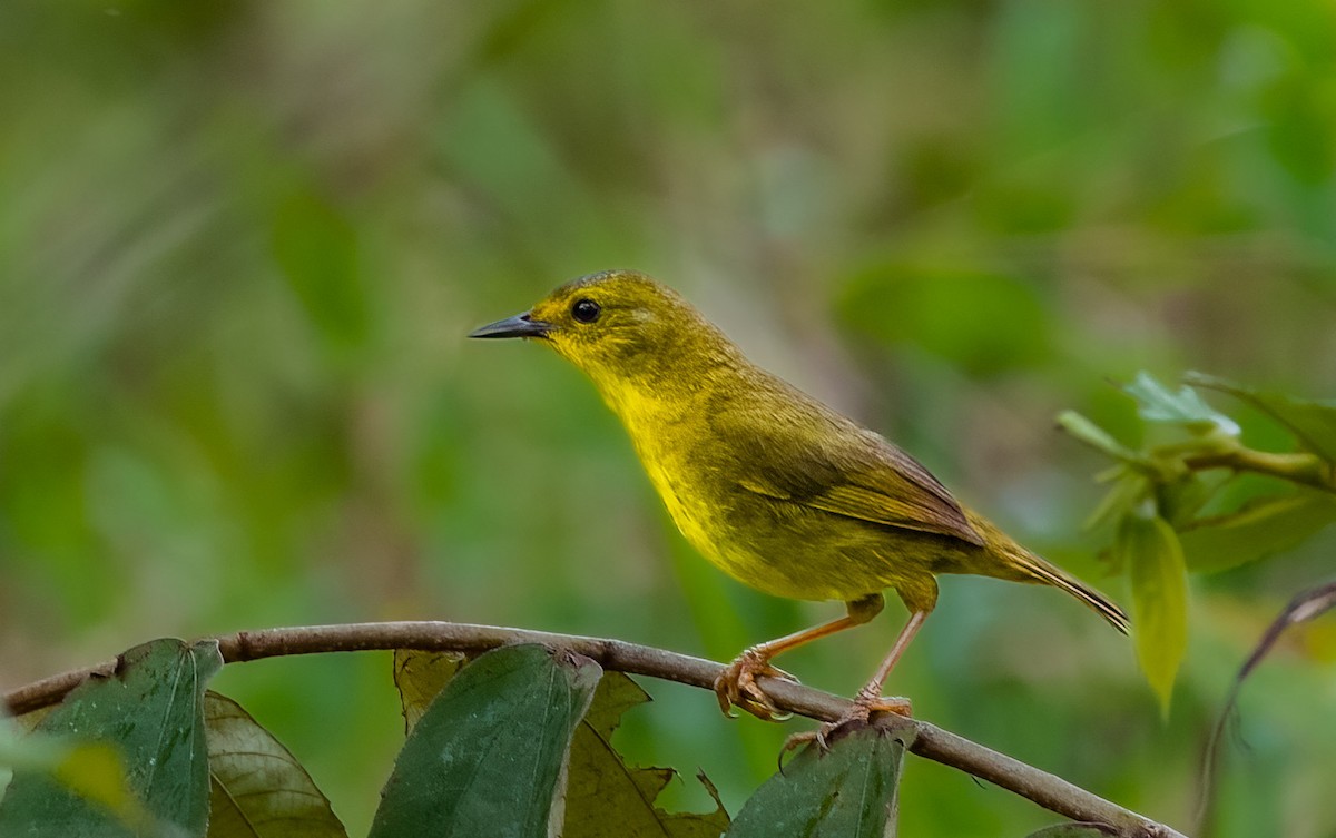 Olive-crowned Yellowthroat - ML583533831