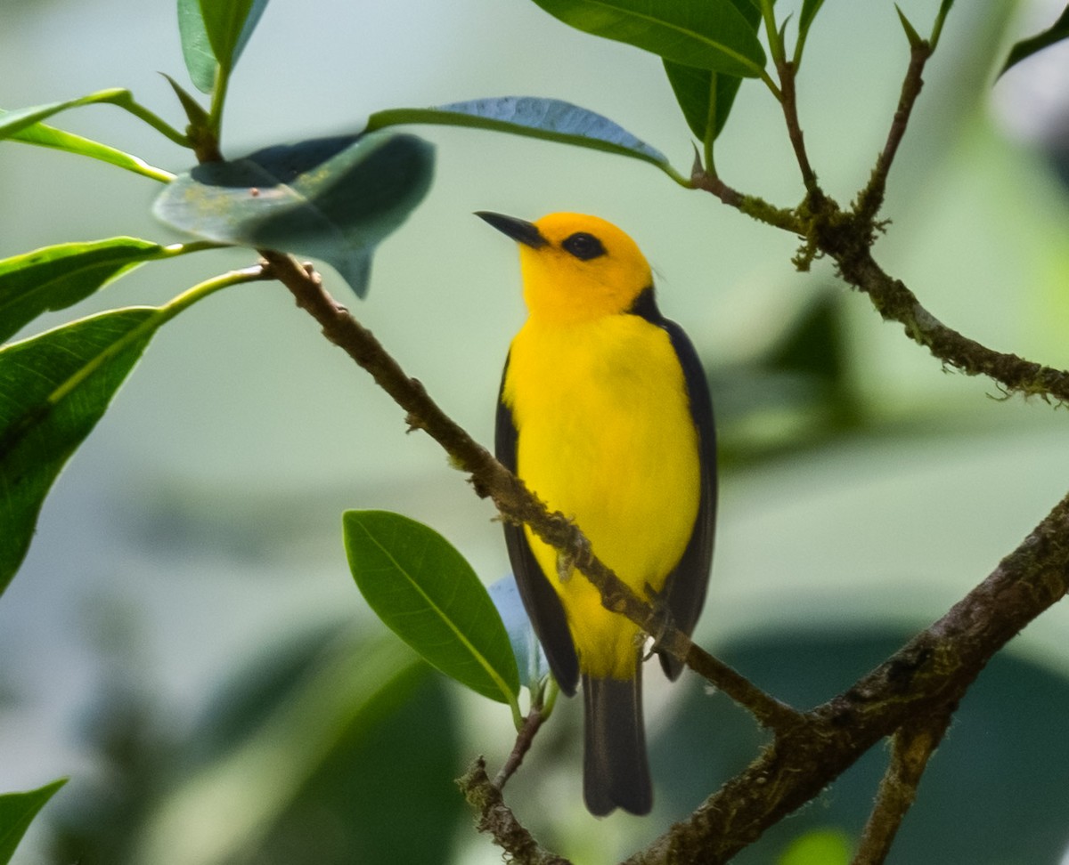 Black-and-yellow Tanager - ML583534851