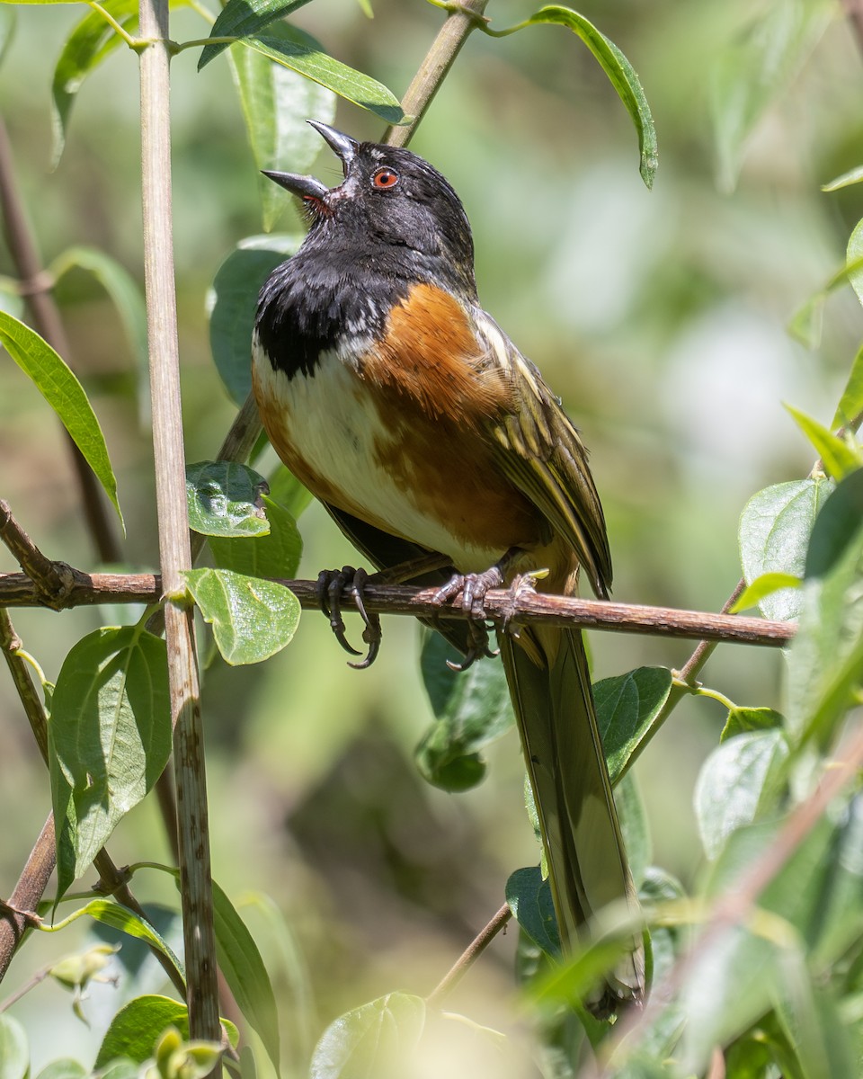 Spotted Towhee (Olive-backed) - Patrick Van Thull