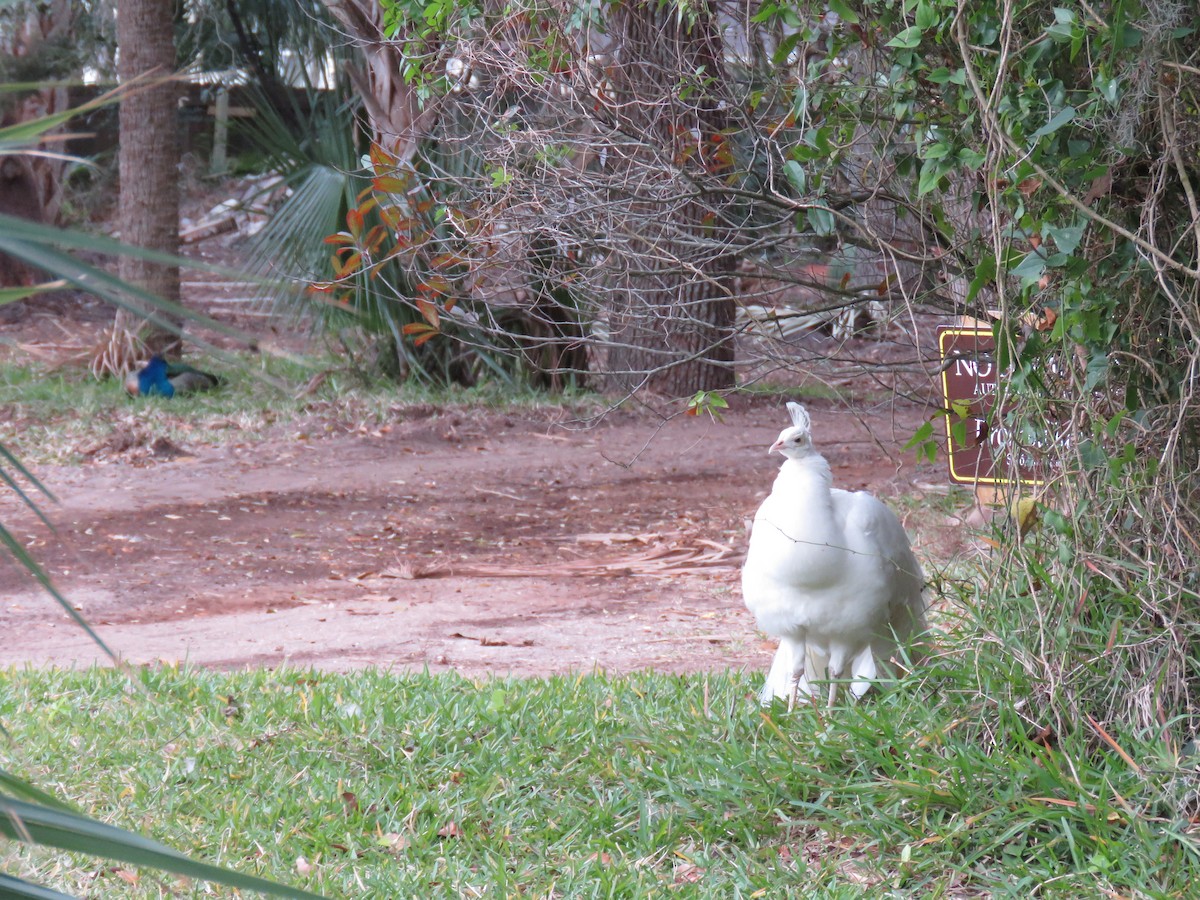 Indian Peafowl (Domestic type) - ML58353561