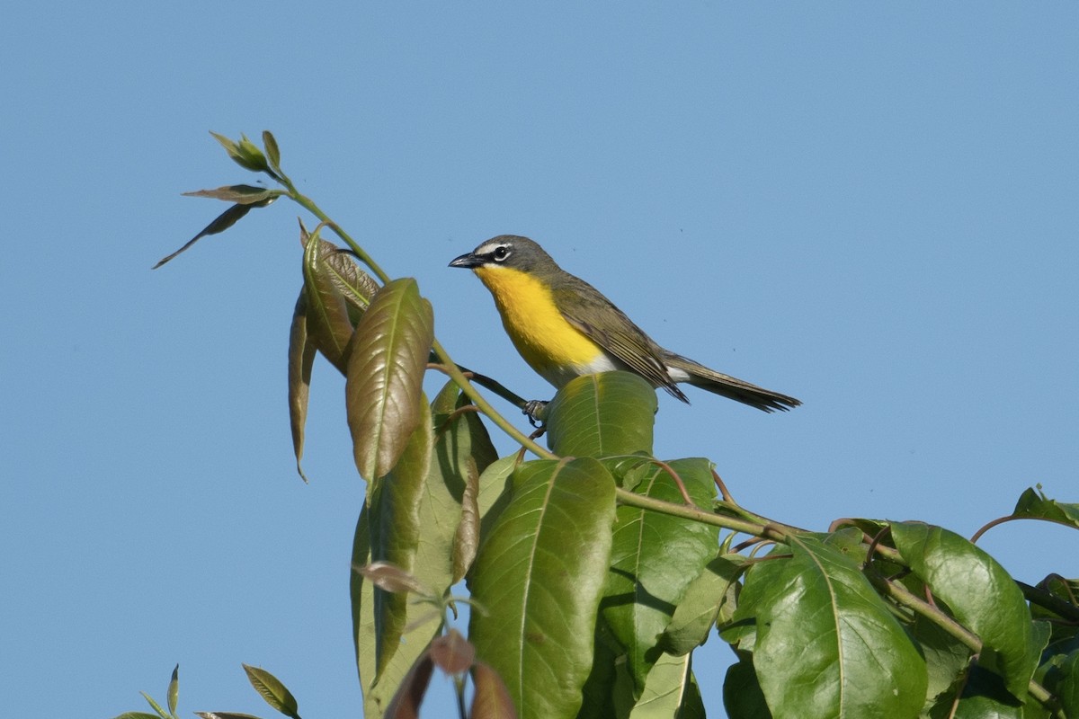 Yellow-breasted Chat - ML583537921