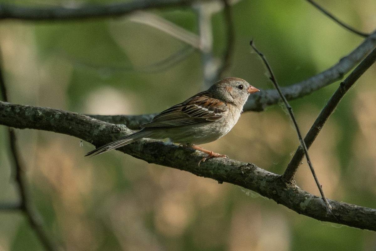 Field Sparrow - ML583538181