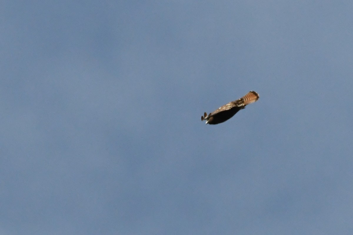 Red-tailed Hawk - ML583542101