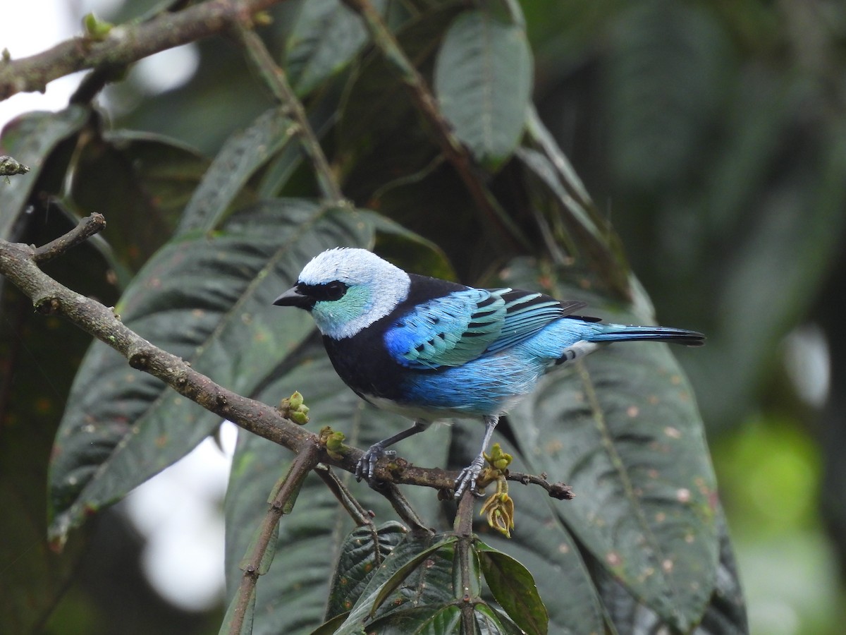 Masked Tanager - ML583542211