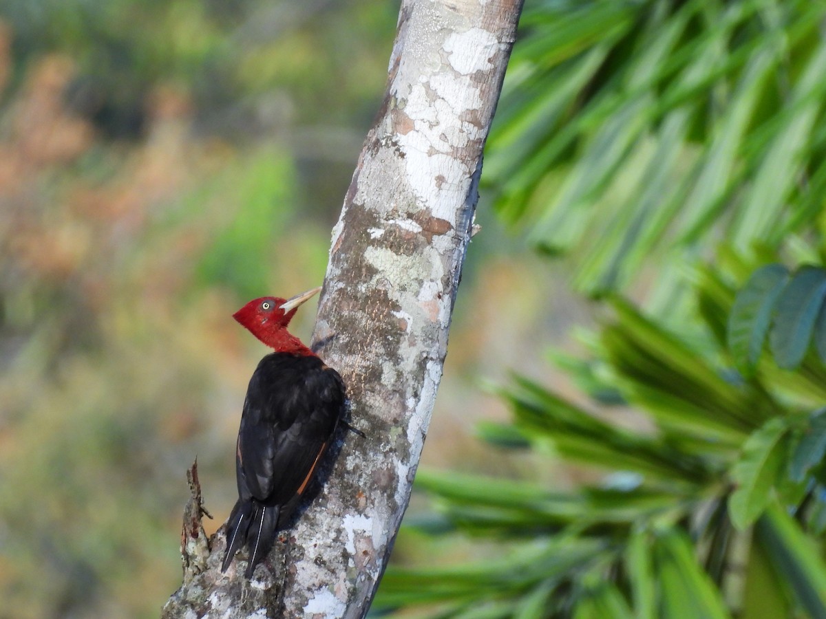 Red-necked Woodpecker - ML583544191