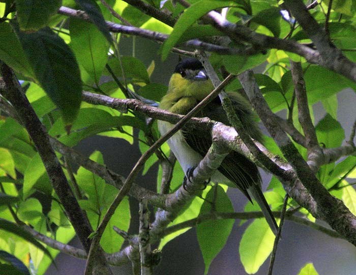 Green-backed Becard (Yellow-cheeked) - ML583547291