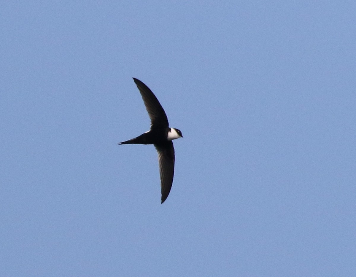 Lesser Swallow-tailed Swift - ML583547671