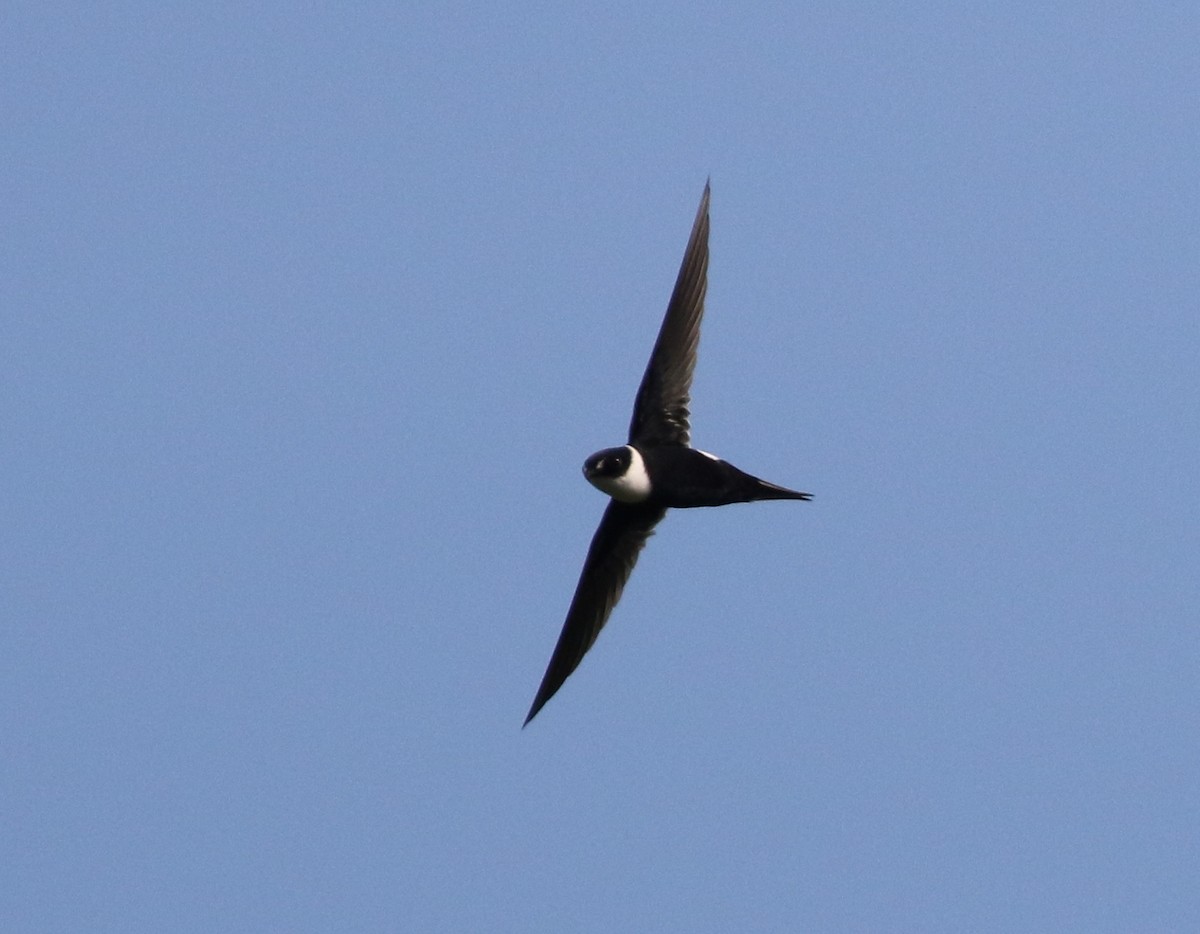 Lesser Swallow-tailed Swift - ML583547681