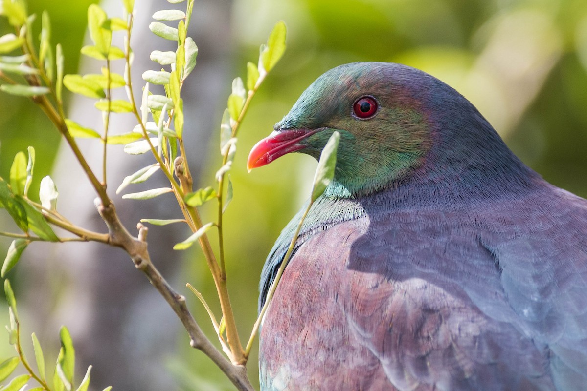 New Zealand Pigeon - ML58355171