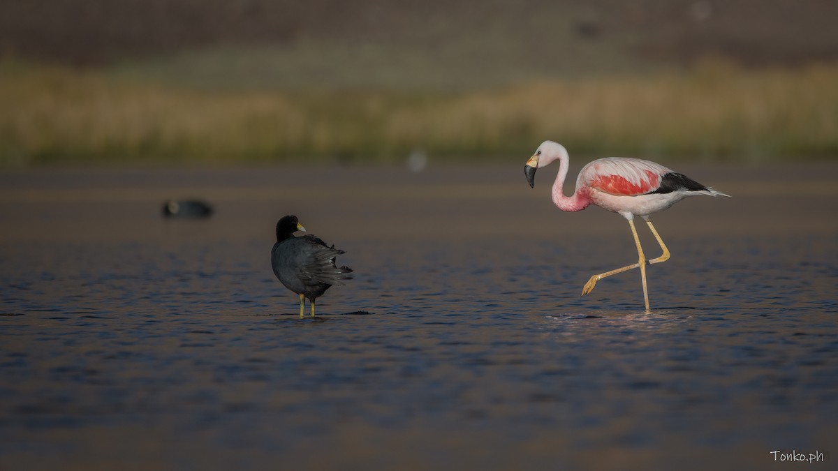 Andean Flamingo - ML583551761