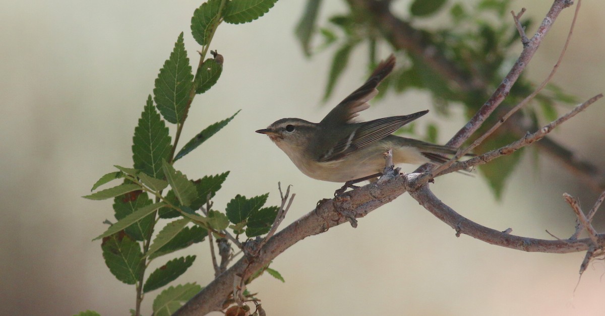 Hume's Warbler - Michel Mifsud