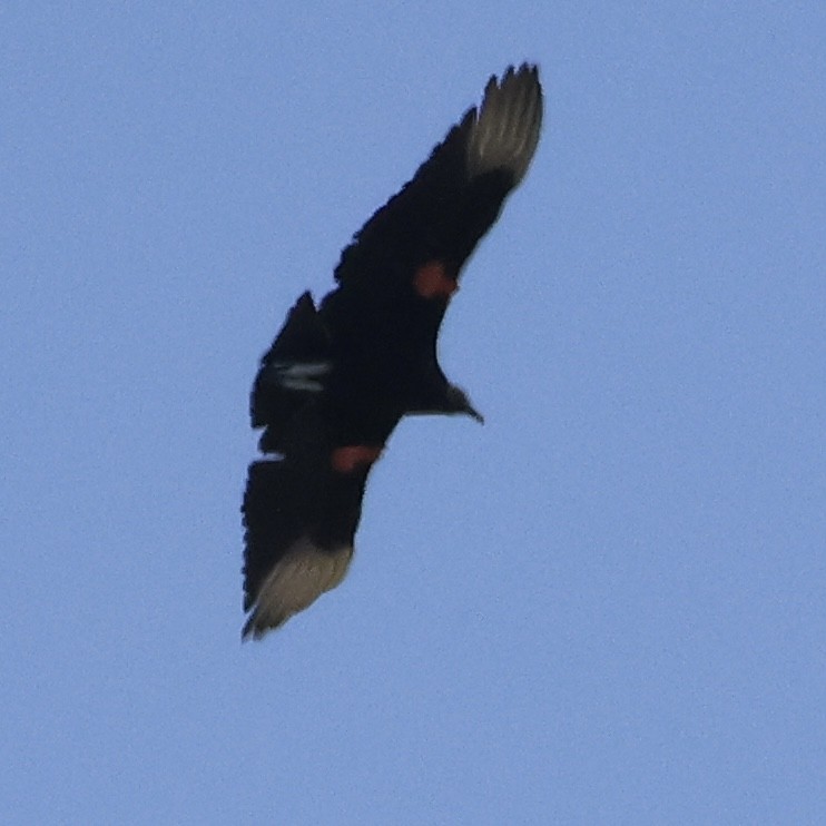 Black Vulture - ML583560811