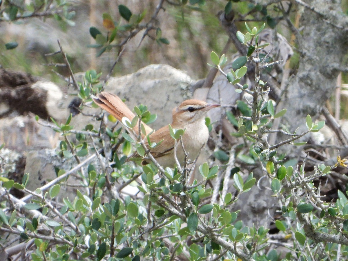 Rufous-tailed Scrub-Robin - ML583561101