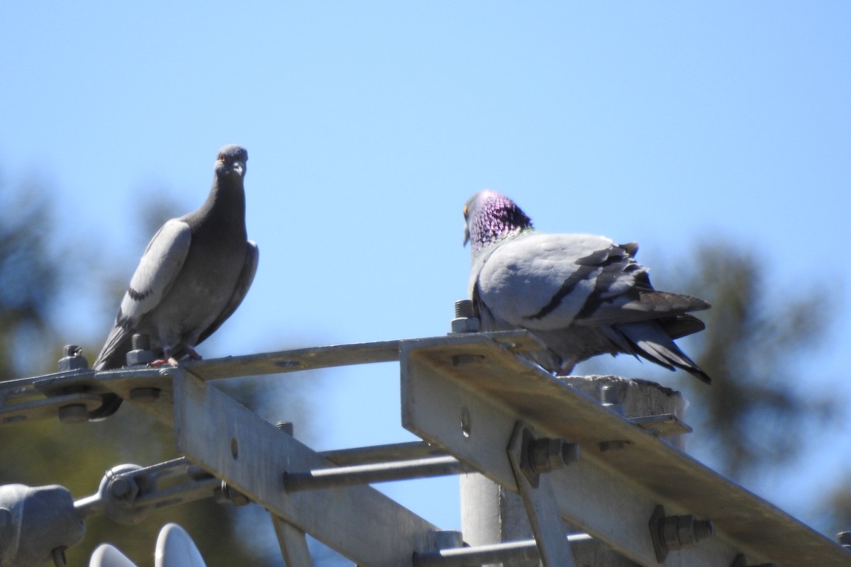Rock Pigeon (Wild type) - ML583561581
