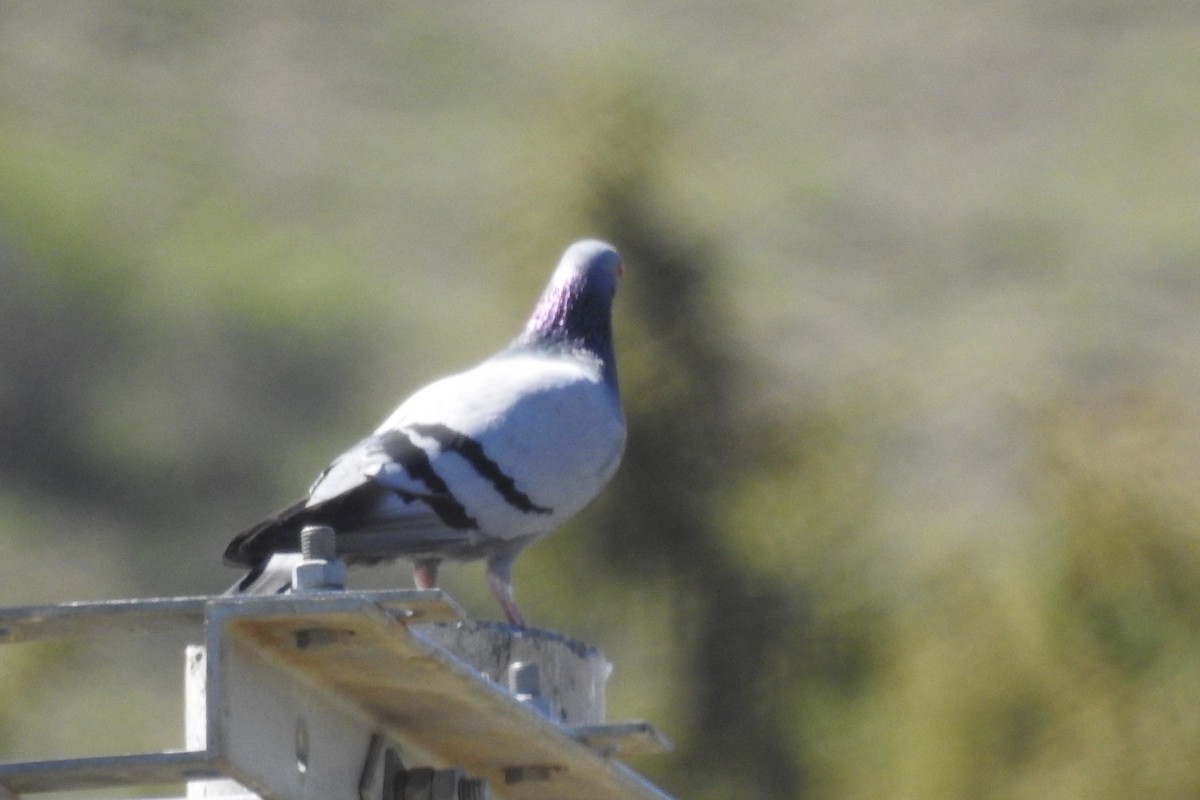 Rock Pigeon (Wild type) - ML583561591