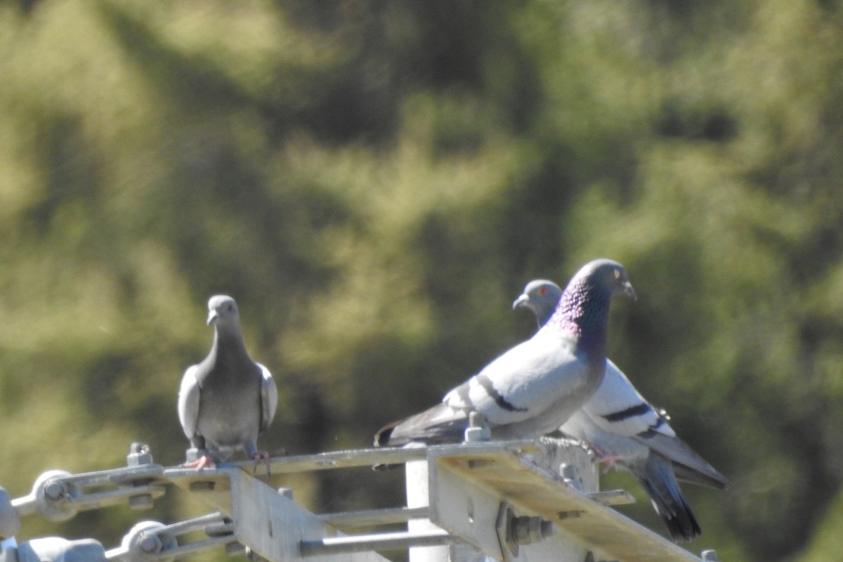 Rock Pigeon (Wild type) - ML583561601