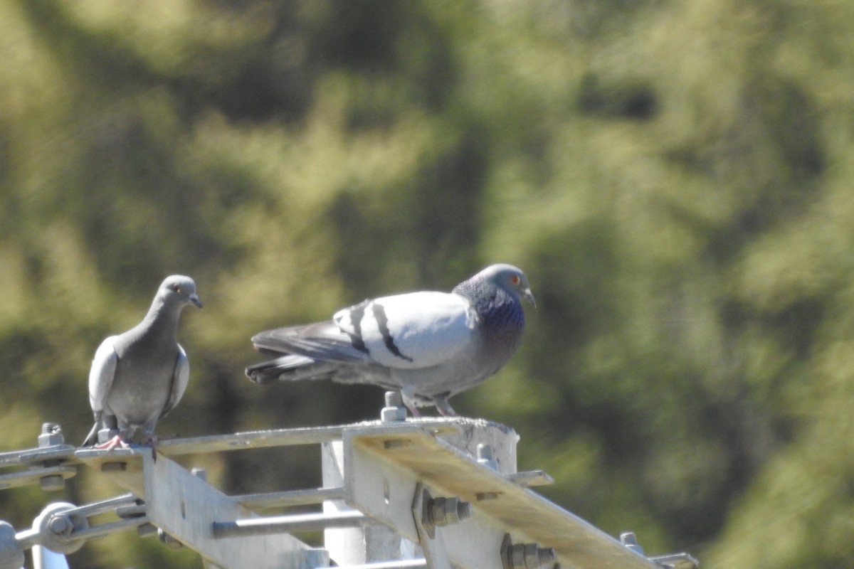 Rock Pigeon (Wild type) - ML583561611