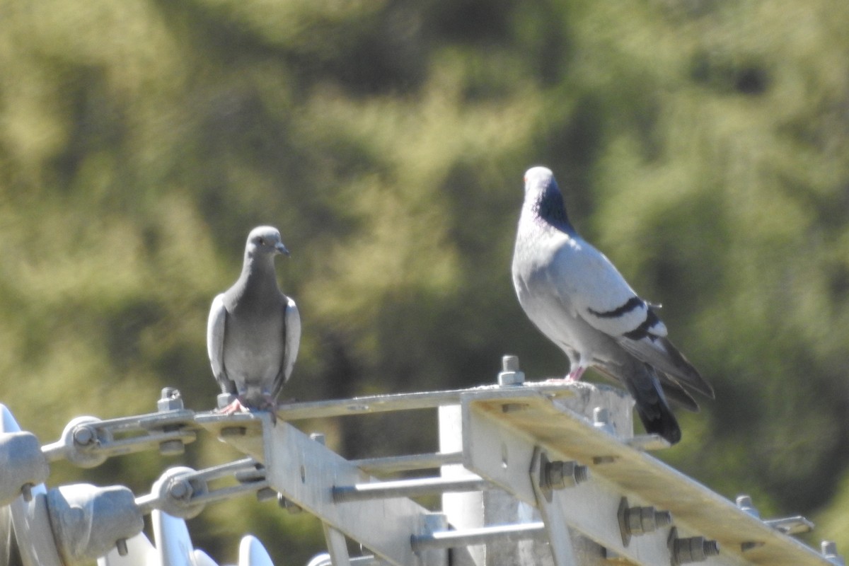 Rock Pigeon (Wild type) - ML583561631