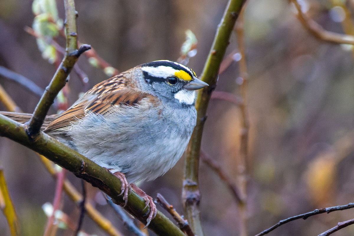 White-throated Sparrow - ML583565561