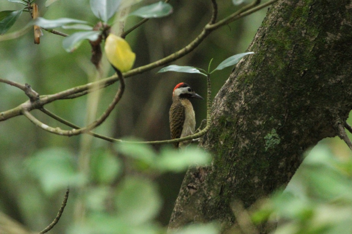 Spot-breasted Woodpecker - ML583567871