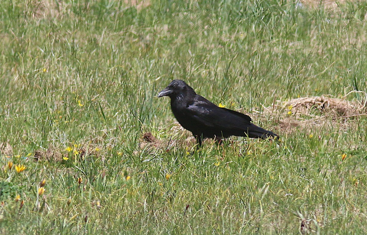 Common Raven - ML583568881