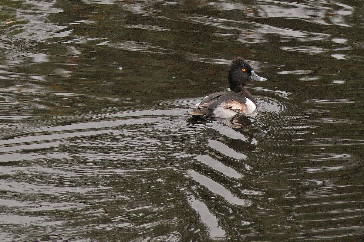 Ring-necked Duck - ML58356991