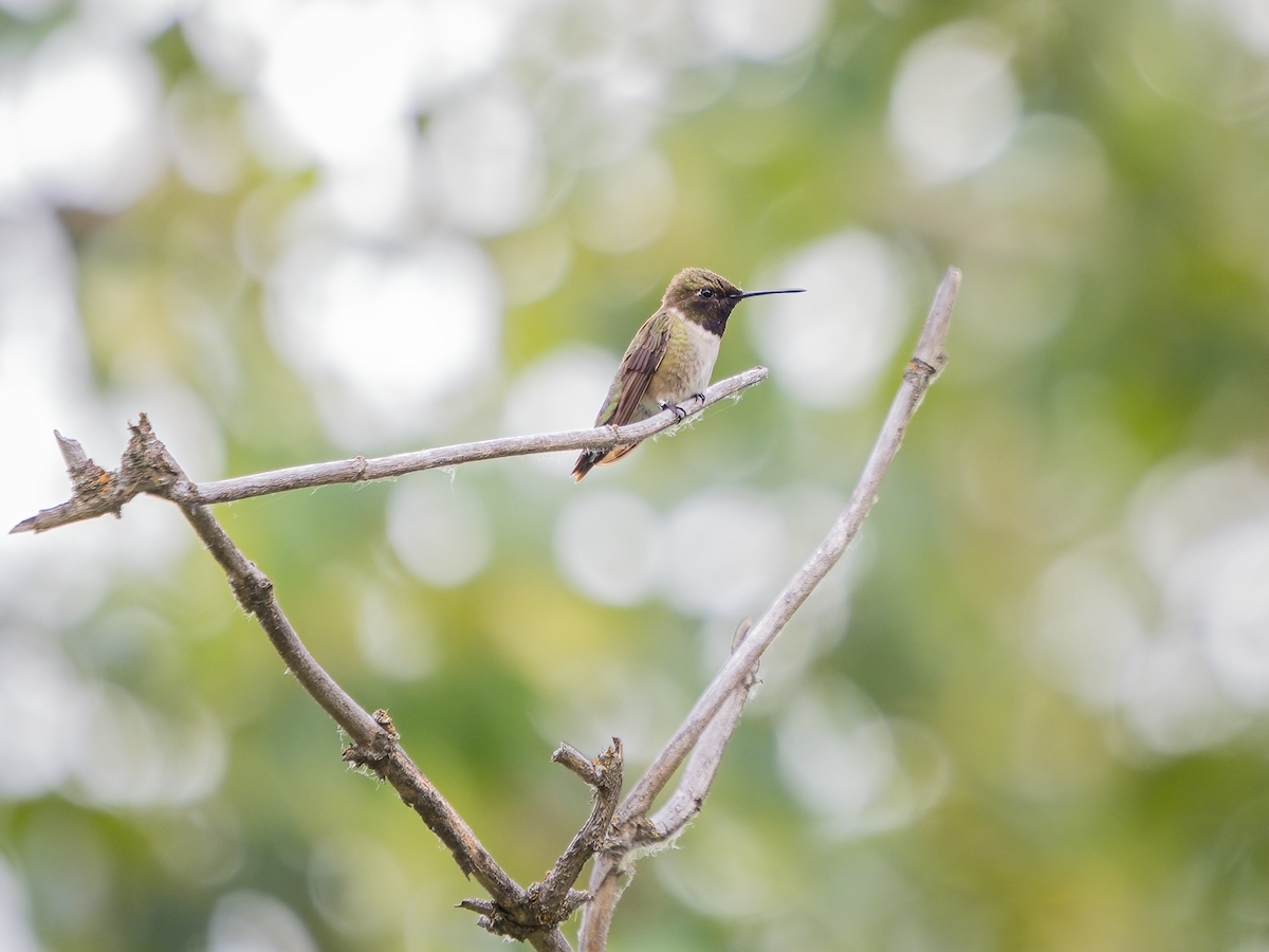 Black-chinned Hummingbird - ML583573181