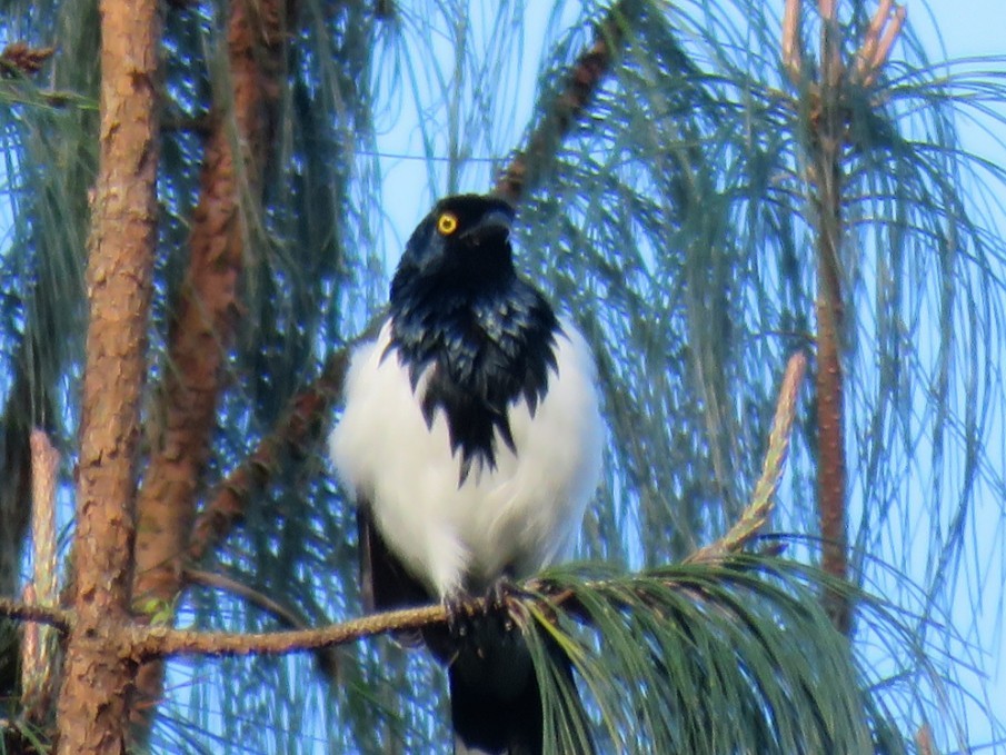 Magpie Tanager - ML58357421